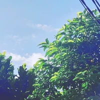 Nhân vật phụ