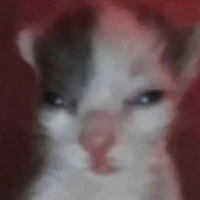 đúp liêu ti ( tác giả )