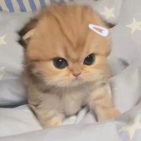 cân mọi loại nhân vật