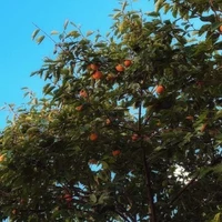 Yonngie (T/g chính)