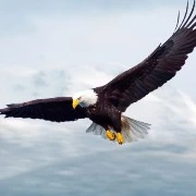 A Bàng- liên lạc giữa Thái hậu và nam 9