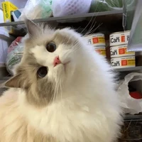 Usagi _ mèo