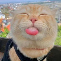 T/g điên khùng