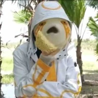 7 sạt boi