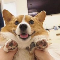 tác giả muốn bắt bobo