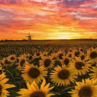 All (Trừ ai thì trừ)