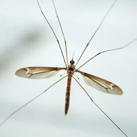 Muỗi Chúa