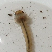 bọ quậy  nào đó
