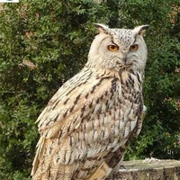 cú Hogwart