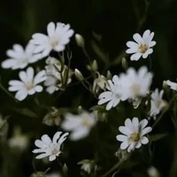 Người Hầu/All