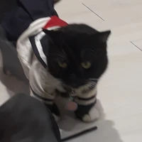 táo (tg)