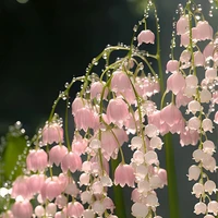 All - những người cần trừ