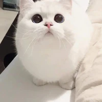 tác giả