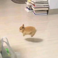 Tgiả mê Ness vailol