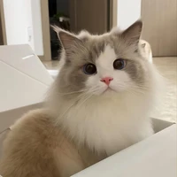 Lili(nàng ở dạng mèo)