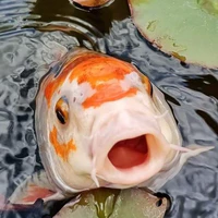 Hệ thống 078[ Koi]