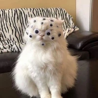 Sully Amanda - moew