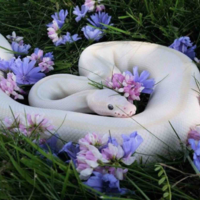 Yuki