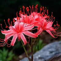 Các Cậu(Tam Vương)