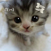 Tác Giả<Fox>🐱