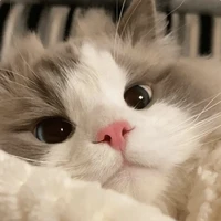 mèo con