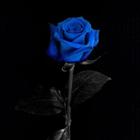 t/g