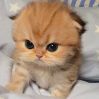 Tác giảaa