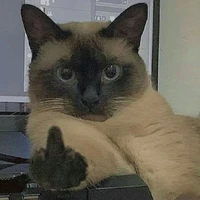 bô