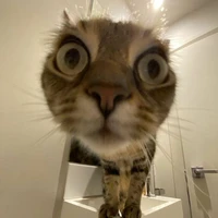 Bé mèo cute phô mai que