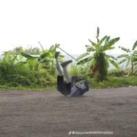 sans nữ