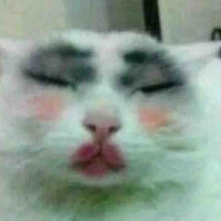 Kon tác giả ko có gì ngoài  bất tài