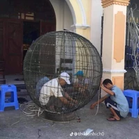 4 đứa vô tri /hoặc 9 đứa/