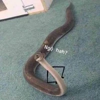 Các Hắn