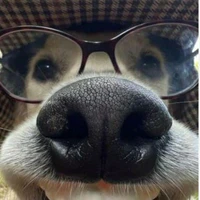 Dan Dan