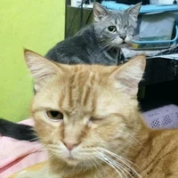 tg