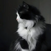 Tiểu Giao[HT(?)/Mèo]