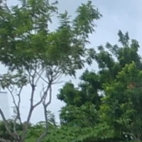 Vô tri