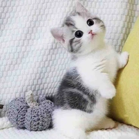 Tác giả cute 