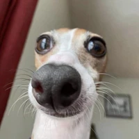 bé chó cute😘♥️