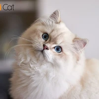 Hương Hương (hắn)