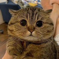 Tiểu Miu / Tác giả