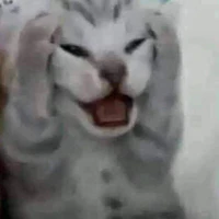 Toi