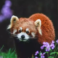 Mèo méo meo mèo meo