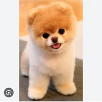 chó