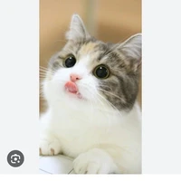 mèo