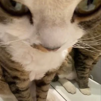 Y/n