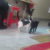 con quỷ tác giả