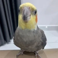NkienNkien