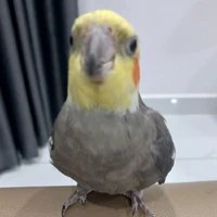 NkienNkien