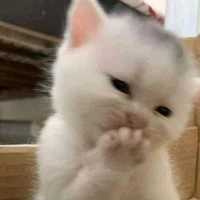 mèo